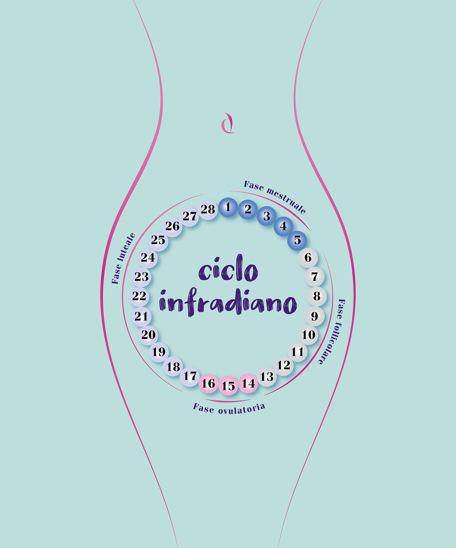 ciclo infradiano